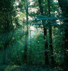 Meiji_forest_project